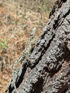 Fence lizards have a coloration that helps them blend into their surroundings