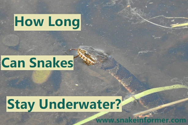 How Long Can Snakes Stay Underwater?