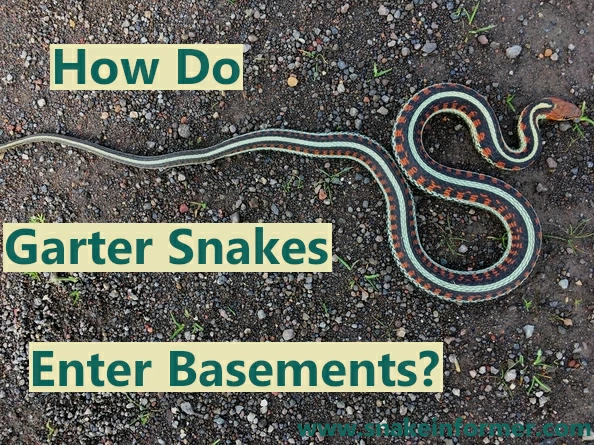 How do garter snakes enter basements?