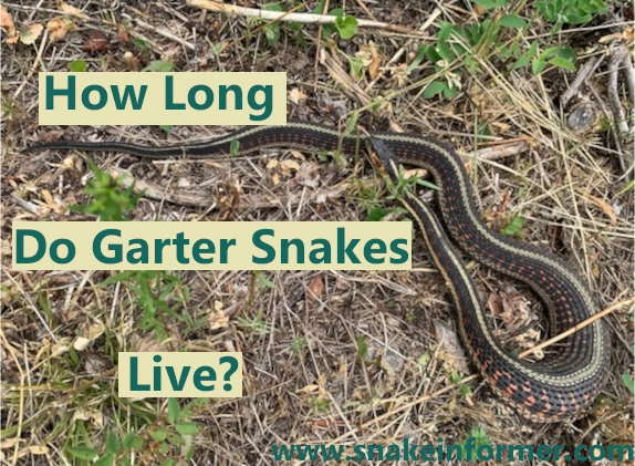 How long do garter snakes live?