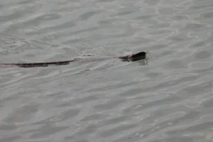 Northern Water Snake Swimming in a pond