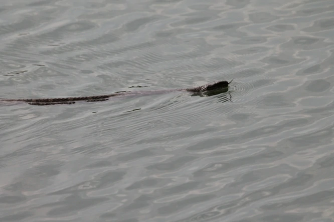 Northern Water Snake Swimming in a pond