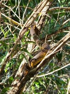 Snakes often climb trees to get better access to sunlight