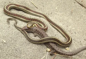 Western terrestrial garter snakes are known to prey on baby rodents