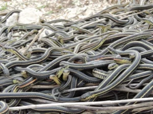 A group of Red-sided Garter Snakes (Thamnophis sirtalis ssp. parietalis)