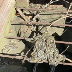 A group of garter snakes near a hole