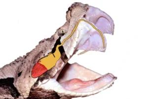 A snakes fangs connected to the venom duct
