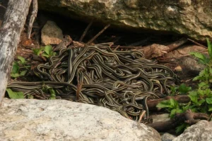 A would-be predator may be overwhelmed by the number of bodies in a group of snakes