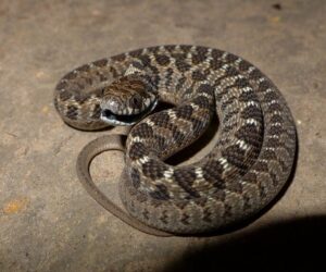 African Egg Eaters Do Not Have Visible Teeth In Their Mouth