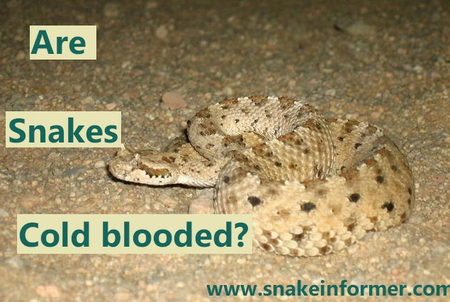 Are Snakes Cold Blooded?