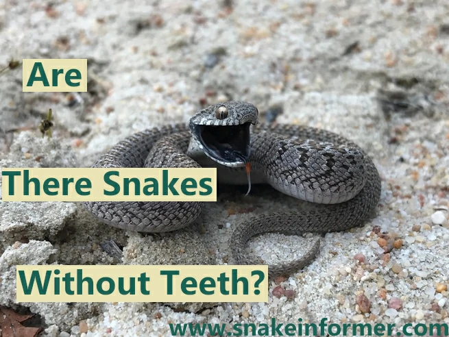Are There Snakes With No Teeth?
