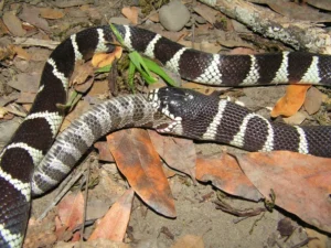California King Snake (Lampropeltis californiae) eating a venomous Rattlesnake