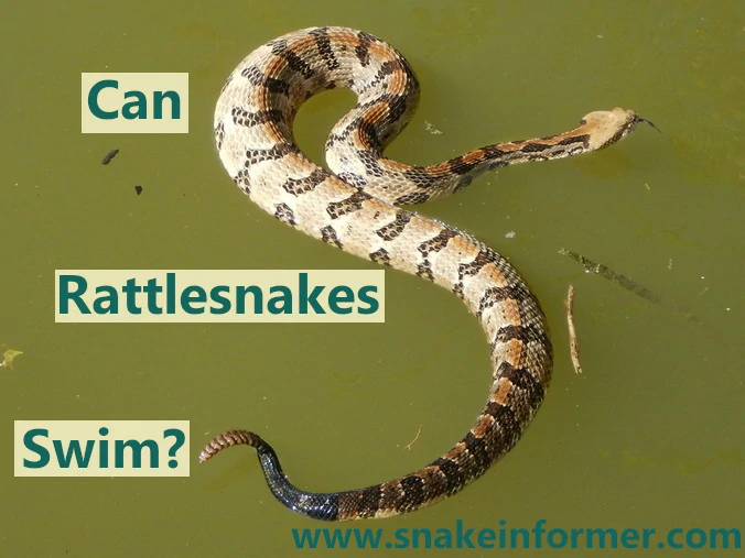 Can Rattlesnakes Swim?