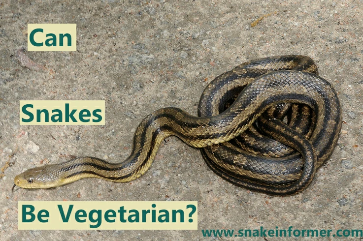 Can Snakes Be Vegetarian?
