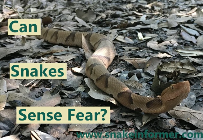 Can snakes sense fear?
