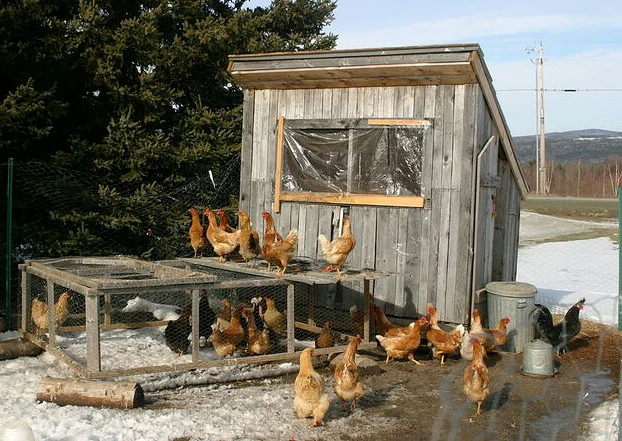 Chicken coops often have insulated walls which can retain heat
