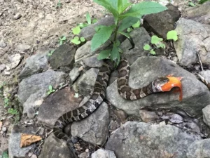 Common Watersnake Nerodia sipedon eating a fish