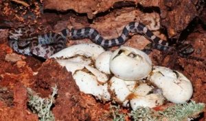 Corn snake eggs can hatch in 55 days at warm temperatures