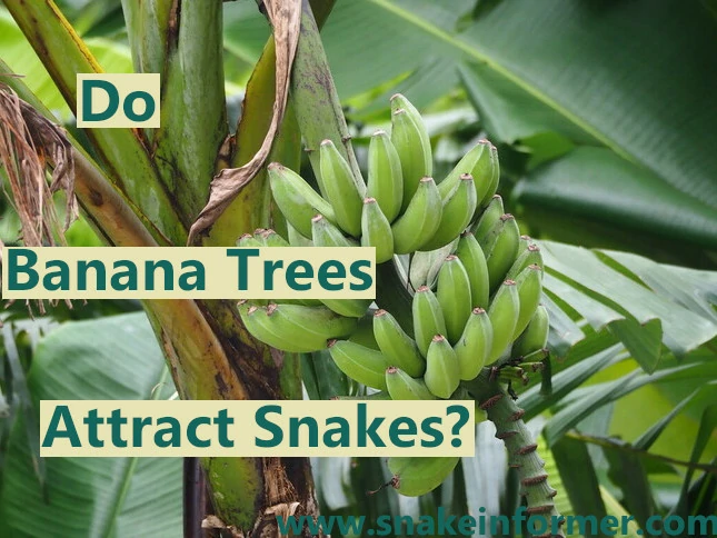 Do Banana Trees Attract Snakes?