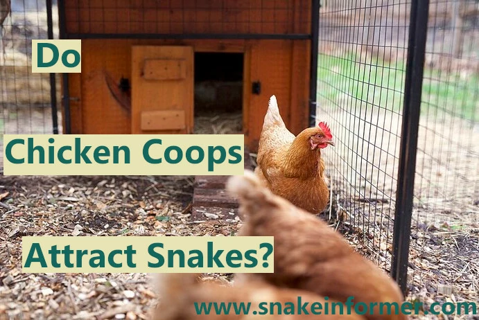 Do Chicken Coops Attract Snakes?