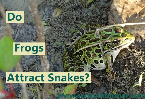 Do Frogs Attract Snakes?