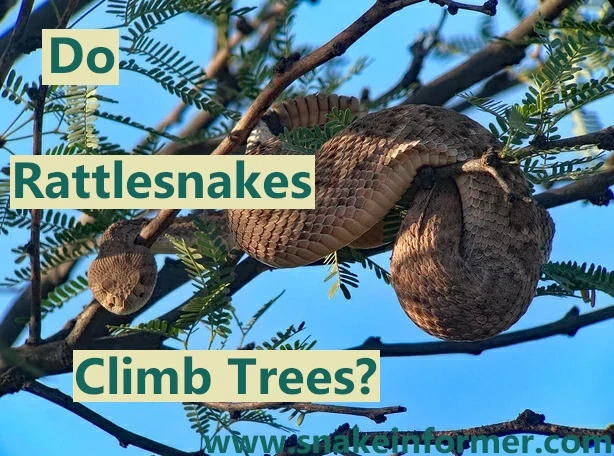 Do Rattlesnakes Climb Trees?