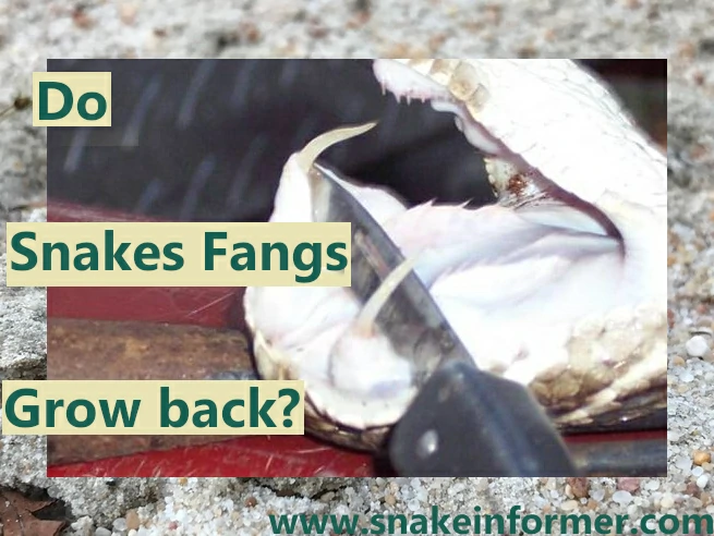 Do Snake Fangs Grow Back?