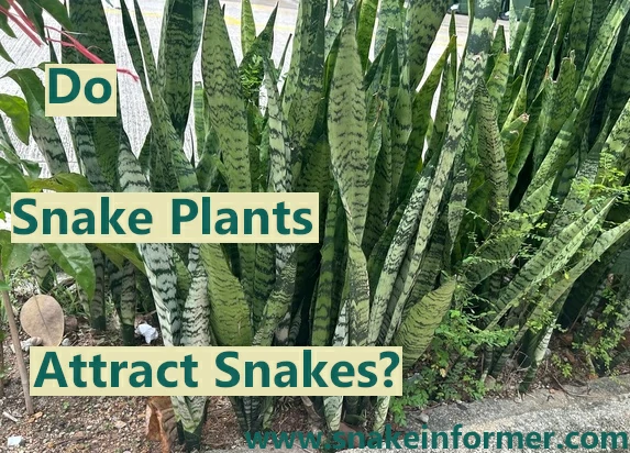 Do Snake Plants Attract Snakes?