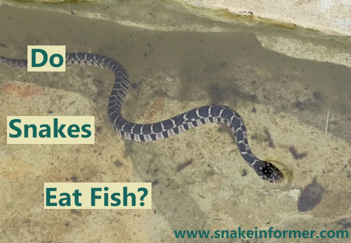 Do Snakes Eat Fish?