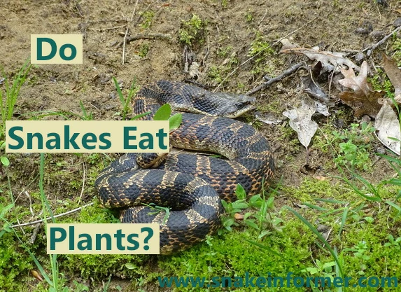 Do snakes eat fruits, vegetables, or other plants?