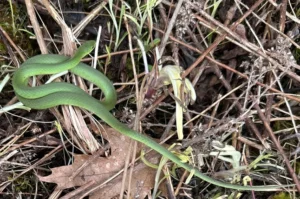 Eggs of the smooth green snake can hatch in less than 30 days