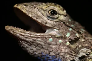 Fence lizards have tiny teeth adapted for griping insects