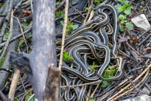 Garter snake mating ball