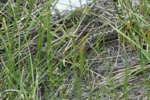 Garter snakes have a coloration that helps blend into their environments