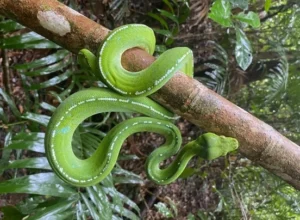 Green tree pythons spend much of their time high up in the forest canopy