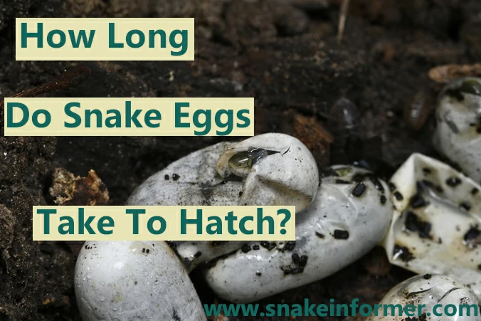How Long Do Snake Eggs Take To Hatch?