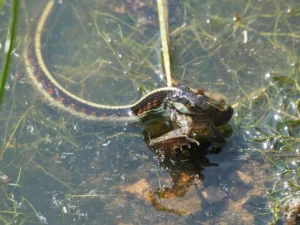 Many of the small animals that garter snakes love to eat are found in, or near water bodies.