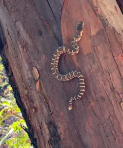 Northern Pacific Rattlesnake climbing a tree