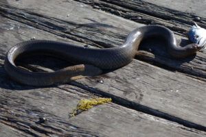 Olive Sea Snake (Aipysurus laevis) eating a fish