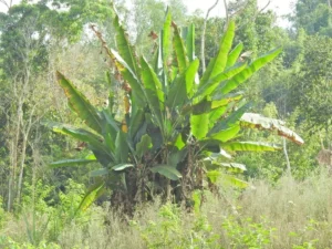 Overgrown vegetation around banana plants can create the perfect cover for snakes to hide