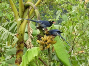 Overripe bananas attract birds and other small animals that snakes prey on.