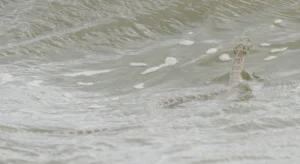 Rattlesnake Swimming with its head above the water