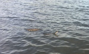 Rattlesnake swimming in a lake