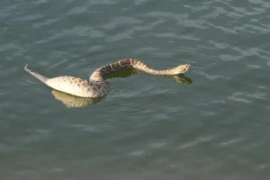 Rattlesnake swimming on top of the water