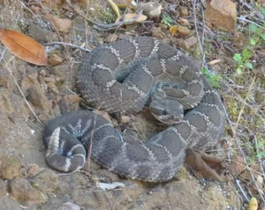 Rattlesnakes do not eat fish as part of their natural diet