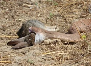 Red Diamond Rattlesnake (Crotalus ruber) eating a rabbit whole
