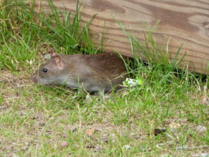 Rodents in and around Chicken coops can attract snakes looking for a meal
