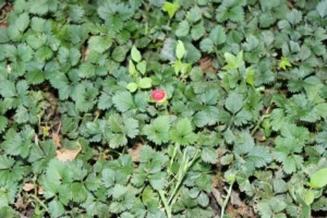 Snake berries form thick mats on the ground, which snakes can hide under.