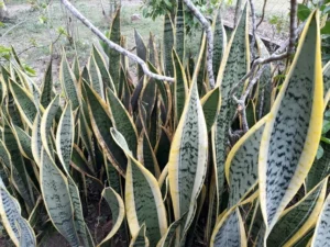 Snake plants do not provide any of the conditions that snakes would be naturally drawn to