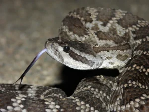 Snakes flick their tongues to pick up molecules which are decoded into smells